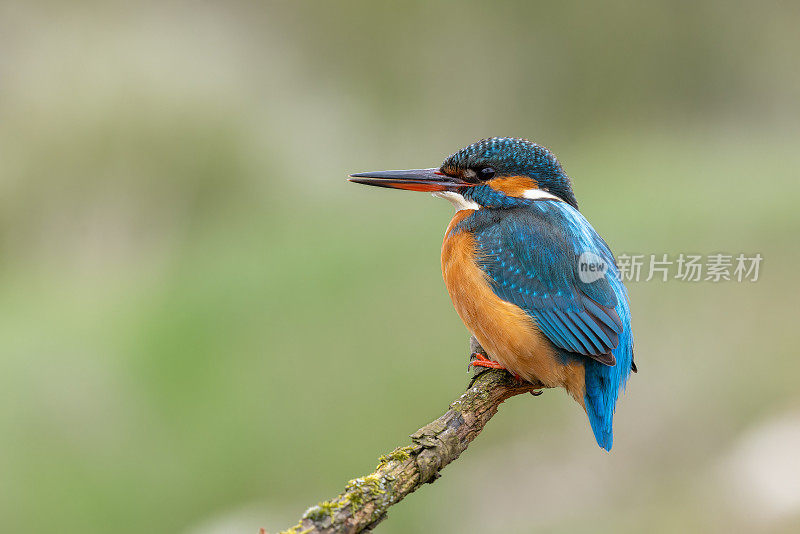 雌性翠鸟(Alcedo atthis)